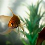 Image result for Goldfish in Water