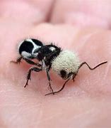 Image result for Male Panda Ant