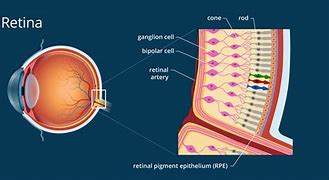 Image result for Lens-Shaped Cell