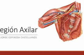 Image result for axilar