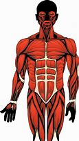 Image result for Human Anatomy Clip Art