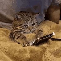 Image result for Cute Cat Phones