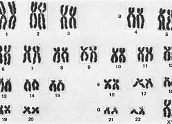 karyotype 的图像结果