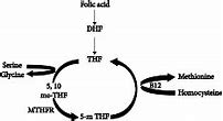 Image result for Homozygous MTHFR