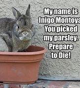 Image result for Rabbit Meat Memes