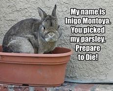 Image result for Rabbit Meme Template