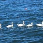 Image result for 7 Swans Swimmingg