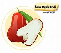 Image result for Rose Apple Fruit Colouring