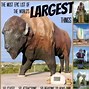 Image result for What Is the Largest Thing On Earth