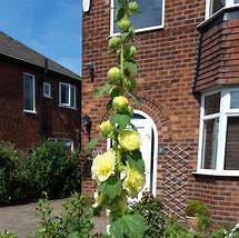 تصویر کا نتیجہ برائے Alcea rosea double yellow