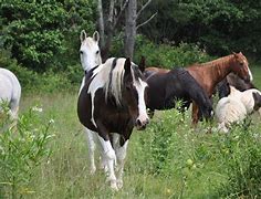 Image result for Paint Horse Screensaver