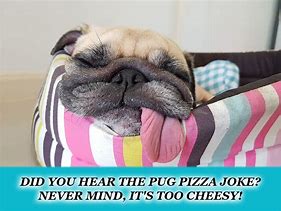 Image result for Funny Pug Sayings