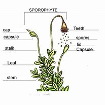 Image result for Moss Sporophyte Capsule