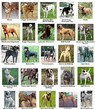 Image result for Different Types of Pitbull Dogs