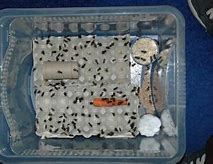 Image result for Crickets Luxus Live
