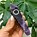 Image result for Amethyst Edible Joint Smoke