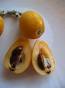 Image result for Tropical Fruit Seeds