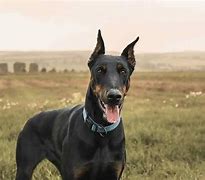 Image result for Top 10 Deadliest Dogs