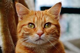 Image result for gato