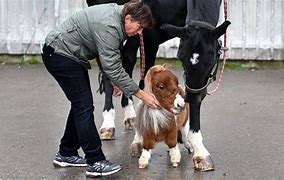 Image result for Smallest Horse