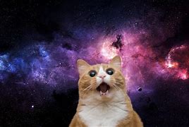 Image result for Cosmic Cat PFP Anime