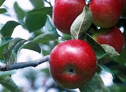 Image result for Dessert Apples Varieties