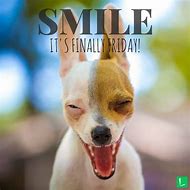 Image result for TGIF Animal