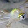 Image result for squids facts