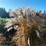 Image result for Miscanthus sinensis Flamingo