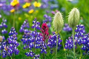 Image result for Native Washington State Plants That Thrive in Shade