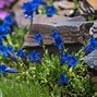 Image result for Plants with Blue Leaves