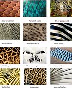 Image result for Cool Animal Patterns