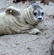 Image result for Harbor Seal Pup