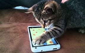 Image result for Cat and Cell Phone Meme
