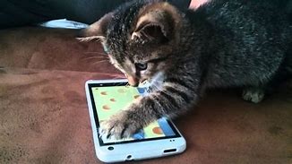 Image result for Cat Meme iPhone and Android