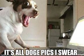 Image result for Yeah Sure Dog Meme