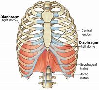 Image result for Chest Diaphragm