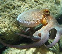 Image result for Weird Octopus