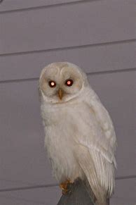 Image result for Albino Owl