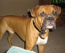 Image result for Fawn Boxer
