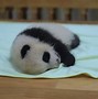 Image result for Newborn Giant Panda
