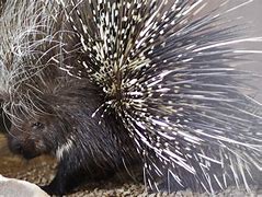 Image result for Giant Porcupine