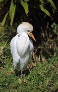 Image result for Bubulcus Ardeidae