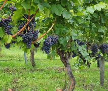 Image result for Free Pictures of Grape Vines