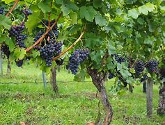 Image result for Grape Bushes