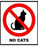 Image result for No Cat Meme