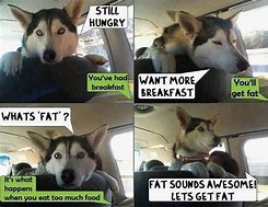 Image result for Fat Husky Dog Meme