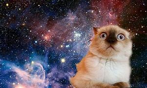Image result for Confused Cat Heart Meme