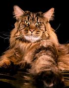 Image result for The Biggest House Cat