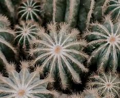 Image result for Arizona Succulents